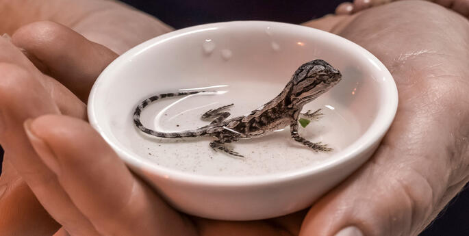 Bearded Dragons hatched and released
