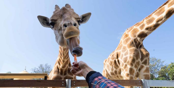 Holiday fun is no tall order at Taronga!