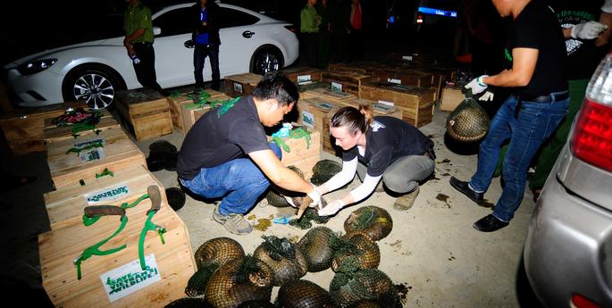 Innovation tackling the illegal wildlife trade