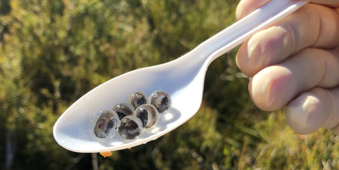 Behind-the-scenes with our Corroboree Frog recovery team